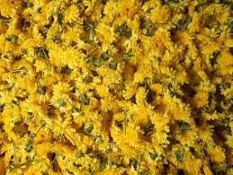 Fresh Sunflower