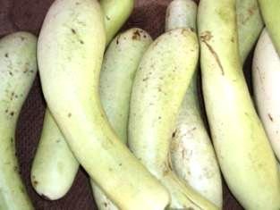 Bottle Gourd