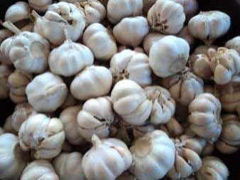 Garlic
