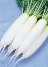 Fresh Radish
