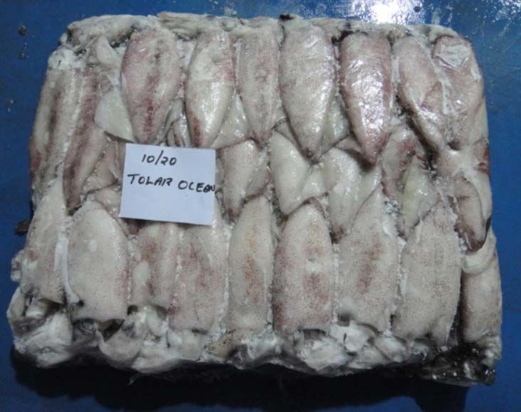 10/20 Frozen Squid