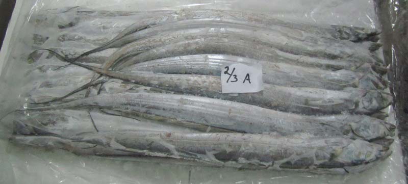 2/3 Frozen Ribbon Fish