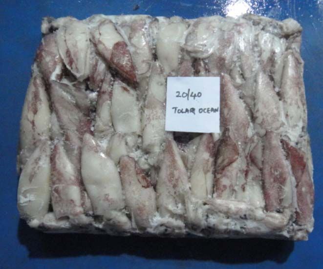 20/40 Frozen Squid