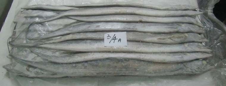 3/4 Frozen Ribbon Fish