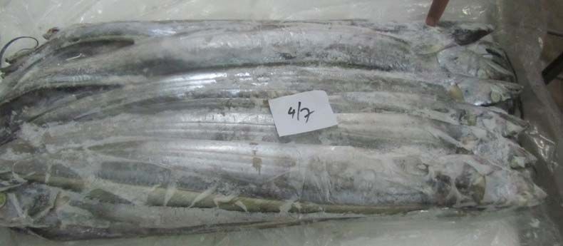 4/7 Frozen Ribbon Fish
