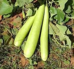 Fresh Bottle Gourd