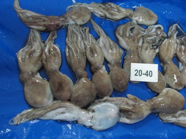 Frozen Baby Octopus 02