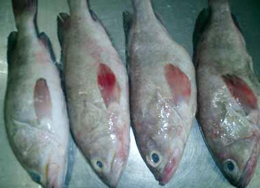Frozen Reef Cod 01