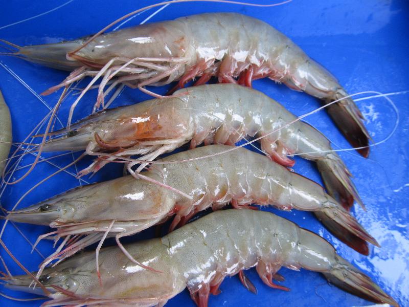 Sea White Shrimp (HLSO)
