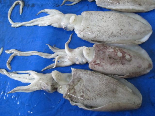 Thondi Squid