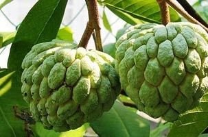 Custard Apple