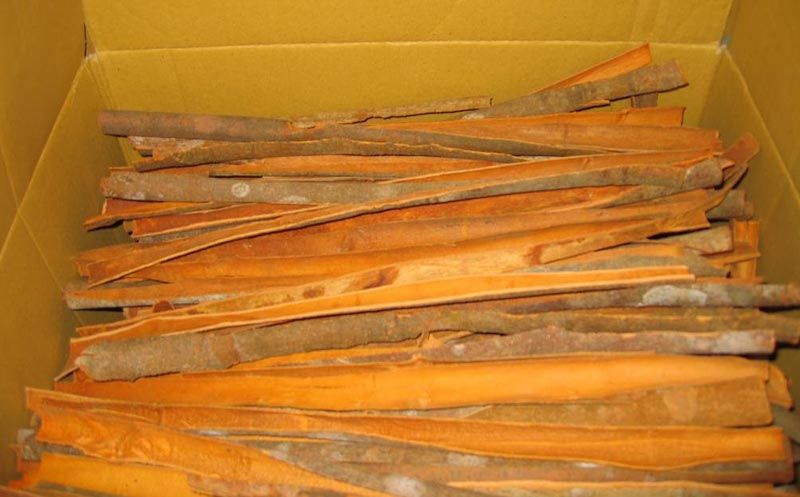 Vietnam Split Cassia