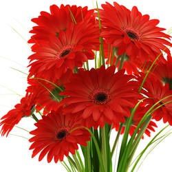 Gerbera Flowers
