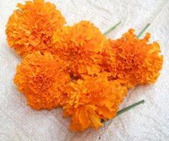 Marigold Flowers