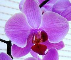 Orchid