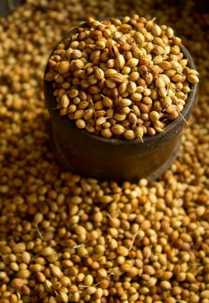 Coriander Seeds Parrot Quality
