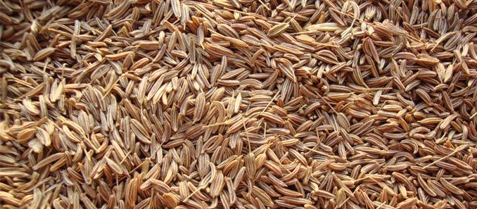 Europe Quality Cumin Seeds
