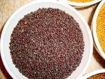 Mustard Seeds