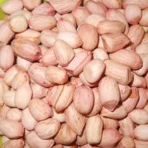 Groundnut Kernels Java