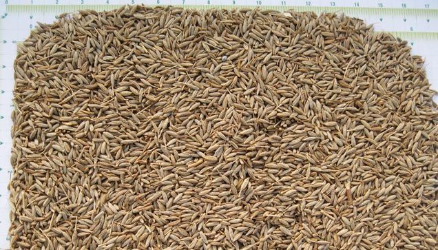 Singapore Quality Cumin Seeds