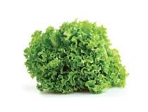 Fresh Lettuce