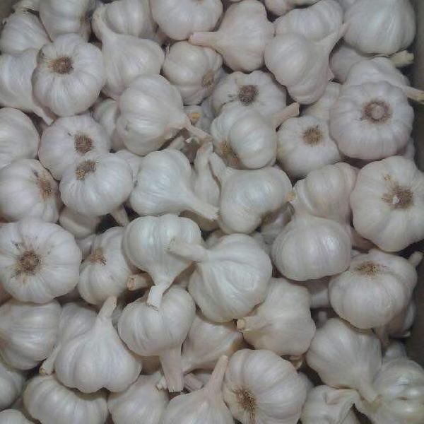 Fresh Garlic 06