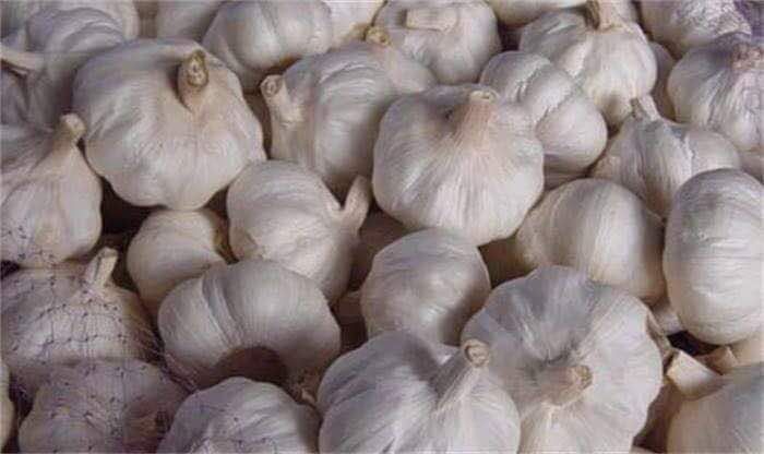 Fresh Garlic 07