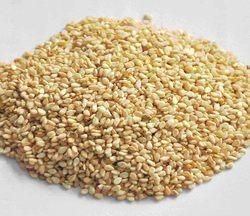 Sesame Seeds 01