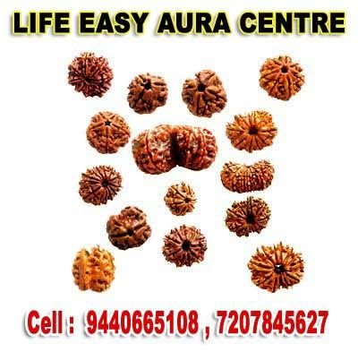 Rudraksha
