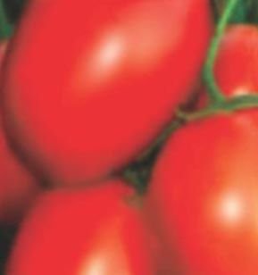 Abhijeet Hybrid Tomato Seeds