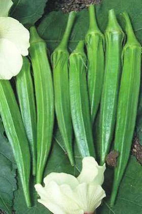 Aishwarya Hybrid Okra Seeds