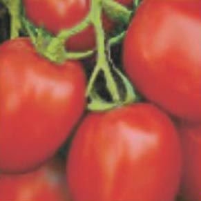 Golden Hybrid Tomato Seeds