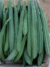 Green Long Ridge Gourd