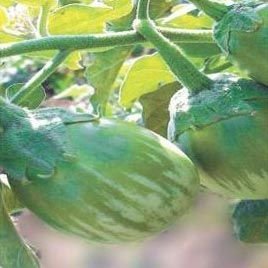 Hari Hybrid Brinjal Seeds