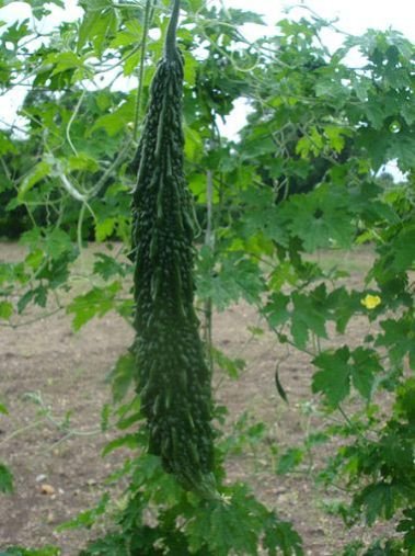 Heena Bitter Gourd Seeds