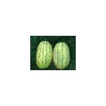 Madhumilan Hybrid watermelon Seeds