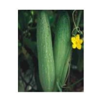 Mamta 2000 Hybrid Cucumber Seeds