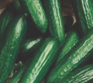 Mamta Hybrid Cucumber Seeds