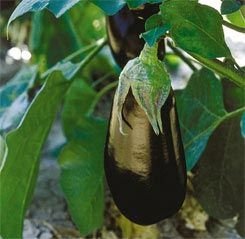 Ratna Hybrid Brinjal Seeds