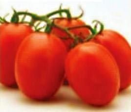 Shanti Hybrid Tomato Seeds