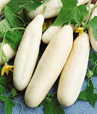 White Wonder Hybrid Cucumber Seeds