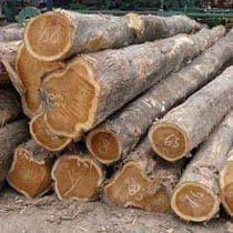 Teakwood Logs