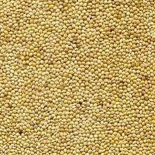 Yellow Millet Seeds