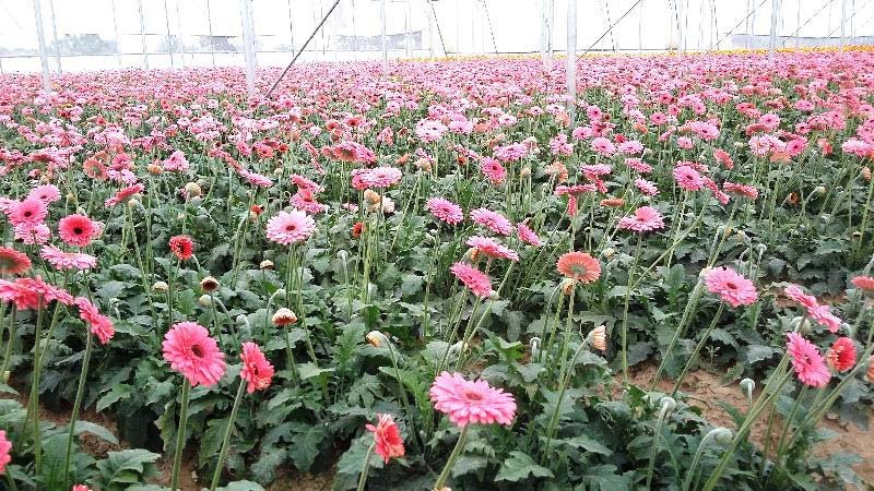 Gerbera Plants 02