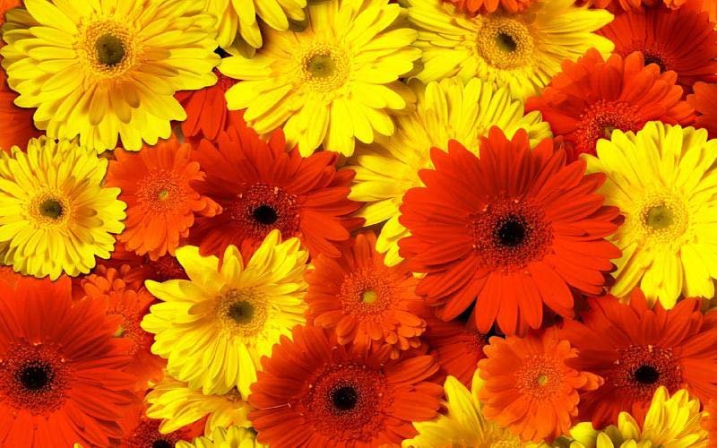 Gerbera Plants 03