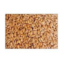 Wheat Seeds 01