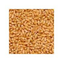 Wheat Seeds 04