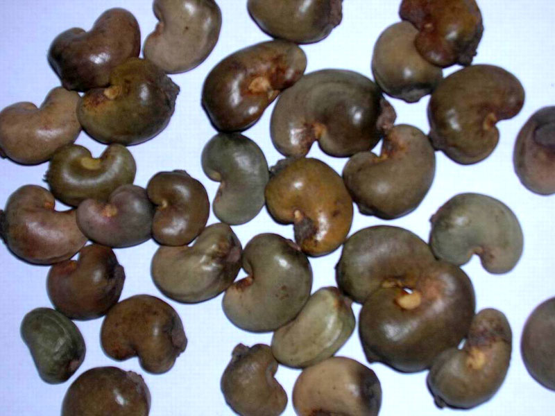 Cashew Nut with Shell