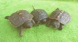 Turtles