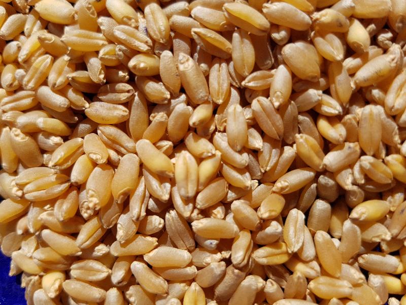 Wheat 04